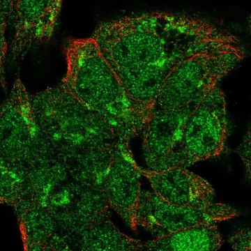 Anti-VPS54 antibody produced in rabbit Prestige Antibodies&#174; Powered by Atlas Antibodies, affinity isolated antibody