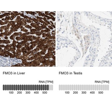 Anti-FMO3 antibody produced in rabbit Prestige Antibodies&#174; Powered by Atlas Antibodies, affinity isolated antibody, buffered aqueous glycerol solution