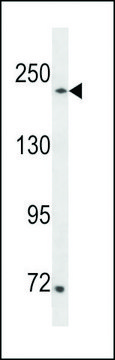 ANTI-SETD1A (CENTER) antibody produced in rabbit affinity isolated antibody, buffered aqueous solution