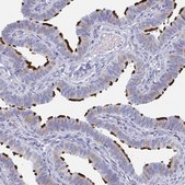 Anti-DYDC2 antibody produced in rabbit Prestige Antibodies® Powered by Atlas Antibodies, affinity isolated antibody, buffered aqueous glycerol solution