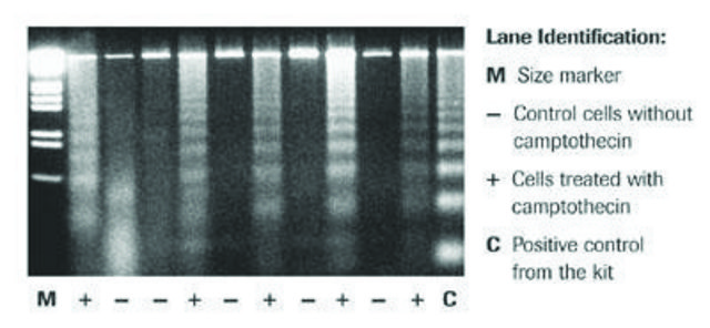 Apoptotic DNA-Ladder Kit