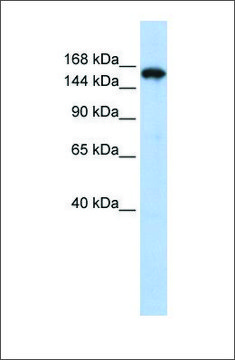 Anti-SYNJ1 antibody produced in rabbit affinity isolated antibody