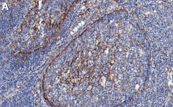 Anti-B7-H3/CD276 Antibody, clone 2E22 ZooMAb&#174; Rabbit Monoclonal recombinant, expressed in HEK 293 cells