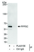 Rabbit anti-PPP5C Antibody, Affinity Purified Powered by Bethyl Laboratories, Inc.