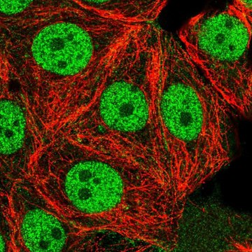 Anti-USF1 antibody produced in rabbit Prestige Antibodies&#174; Powered by Atlas Antibodies, affinity isolated antibody