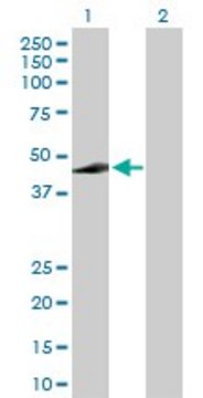 Anti-ADH7 antibody produced in rabbit purified immunoglobulin, buffered aqueous solution