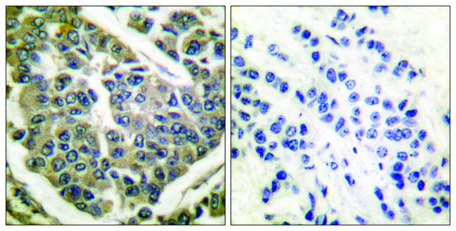 抗-胶原蛋白IV 兔抗 affinity isolated antibody