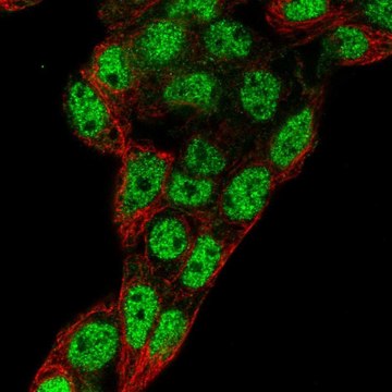 Anti-PROX1 antibody produced in rabbit Prestige Antibodies&#174; Powered by Atlas Antibodies, affinity isolated antibody