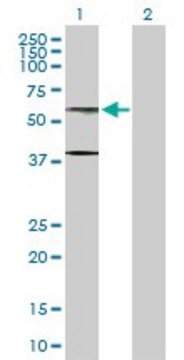 Anti-AHCYL1 antibody produced in rabbit purified immunoglobulin, buffered aqueous solution