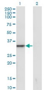 Monoclonal Anti-SNAI1 antibody produced in mouse clone 1A5, purified immunoglobulin, buffered aqueous solution