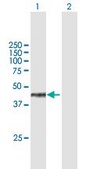 Anti-WDR18 antibody produced in mouse IgG fraction of antiserum, buffered aqueous solution
