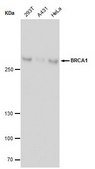 Monoclonal Anti-BRCA1 antibody produced in mouse