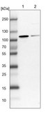 Anti-NVL antibody produced in rabbit Prestige Antibodies® Powered by Atlas Antibodies, affinity isolated antibody, buffered aqueous glycerol solution
