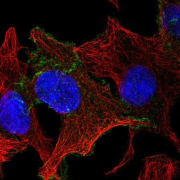 Anti-CELSR1 antibody produced in rabbit Prestige Antibodies&#174; Powered by Atlas Antibodies, affinity isolated antibody