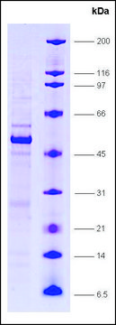 LXR, &#945;, ligand binding domain, GST tagged human recombinant, expressed in E. coli, &#8805;80% (SDS-PAGE)