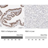 Anti-PBX1 antibody produced in rabbit Prestige Antibodies® Powered by Atlas Antibodies, affinity isolated antibody, buffered aqueous glycerol solution
