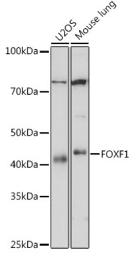 Anti-FOXF1 Antibody, clone 8F6G3, Rabbit Monoclonal