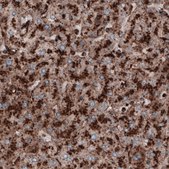 Monoclonal Anti-LAMP1 antibody produced in mouse Prestige Antibodies® Powered by Atlas Antibodies, clone CL3482, purified immunoglobulin, buffered aqueous glycerol solution
