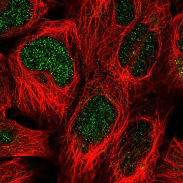 Anti-SIMC1 antibody produced in rabbit Prestige Antibodies&#174; Powered by Atlas Antibodies, affinity isolated antibody, buffered aqueous glycerol solution