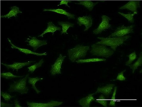 Monoclonal Anti-GIF, (C-terminal) antibody produced in mouse clone 1D9, purified immunoglobulin, buffered aqueous solution