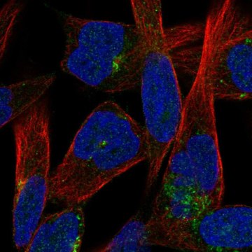 Anti-JAM3 antibody produced in rabbit Prestige Antibodies&#174; Powered by Atlas Antibodies, affinity isolated antibody