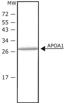 载脂蛋白 A-I 人 histidine-tagged, recombinant, expressed in HEK 293 cells, &#8805;98% (SDS-PAGE), lyophilized powder