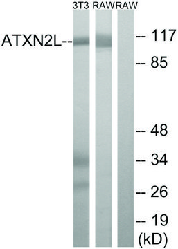 Anti-ATXN2L antibody produced in rabbit affinity isolated antibody