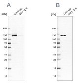 Anti-ARHGEF1 antibody produced in rabbit Prestige Antibodies® Powered by Atlas Antibodies, affinity isolated antibody, buffered aqueous glycerol solution