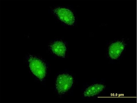 ANTI-FLI1 antibody produced in mouse clone 2G5, purified immunoglobulin, buffered aqueous solution