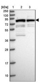Anti-KAT7 antibody produced in rabbit Prestige Antibodies® Powered by Atlas Antibodies, affinity isolated antibody, buffered aqueous glycerol solution