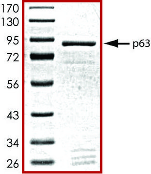 p63, GST tagged human recombinant, expressed in baculovirus infected Sf9 cells, &#8805;70% (SDS-PAGE), buffered aqueous glycerol solution