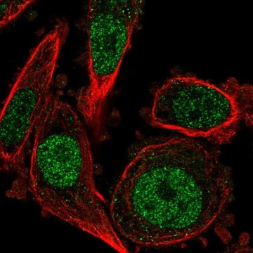 Anti-DUSP4 antibody produced in rabbit Prestige Antibodies&#174; Powered by Atlas Antibodies, affinity isolated antibody