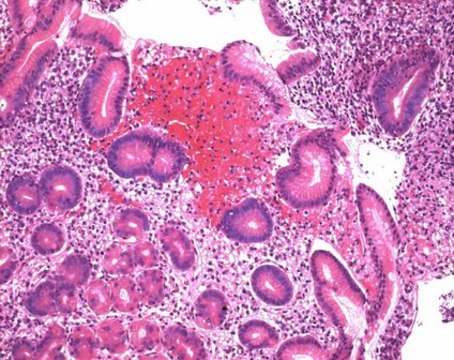 曙红Y-溶液0.5％水溶液 for microscopy