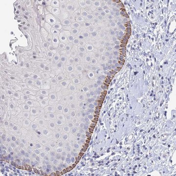 Anti-EEF2KMT antibody produced in rabbit Prestige Antibodies&#174; Powered by Atlas Antibodies, affinity isolated antibody, buffered aqueous glycerol solution