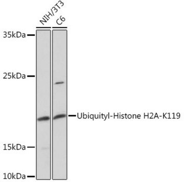 Anti-Ubiquityl-Histone H2A-K119 antibody produced in rabbit