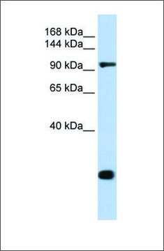 Anti-TJP2 (ab2) antibody produced in rabbit affinity isolated antibody