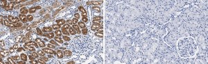 Anti-Interferon γ Antibody, clone 1N13 Antibody, ZooMAb® Rabbit Monoclonal recombinant, expressed in HEK 293 cells