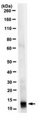 Anti-4EBP2 Antibody, clone 16D9.1 clone 16D9.1, from mouse