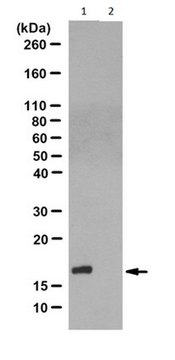 抗-N1-磷酸组氨酸（1-pHis）抗体，克隆SC1-1 clone SC1-1, from rabbit