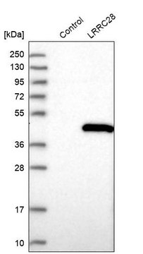 Anti-LRRC28 antibody produced in rabbit Prestige Antibodies&#174; Powered by Atlas Antibodies, affinity isolated antibody, buffered aqueous glycerol solution