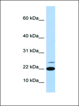 Anti-IL4 antibody produced in rabbit affinity isolated antibody