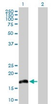 Anti-IL20 antibody produced in rabbit purified immunoglobulin, buffered aqueous solution