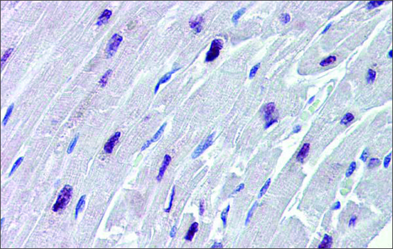 Anti-SOX4 antibody produced in rabbit affinity isolated antibody