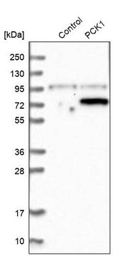 Anti-PCK1 antibody produced in rabbit Ab2, Prestige Antibodies&#174; Powered by Atlas Antibodies, affinity isolated antibody, buffered aqueous glycerol solution