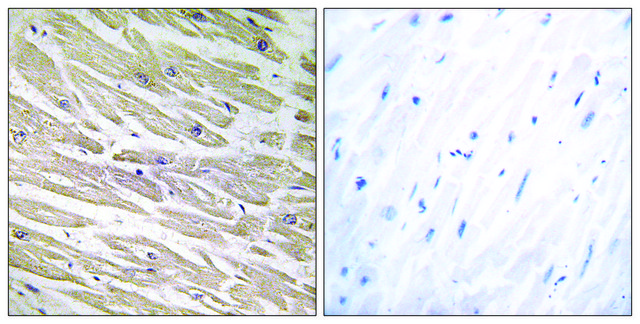 Anti-LAMA4 antibody produced in rabbit affinity isolated antibody