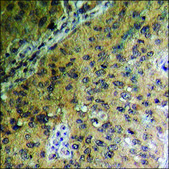 Anti-phospho-GSK3 &#945;/&#946; (pTyr279/216) antibody produced in rabbit affinity isolated antibody