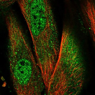 Anti-NLRP1 antibody produced in rabbit Prestige Antibodies&#174; Powered by Atlas Antibodies, affinity isolated antibody