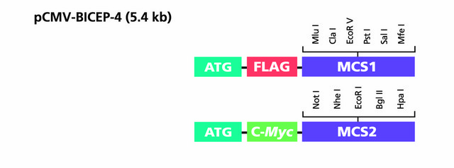 pCMV-BICEP&#8482;-4 Expression Vector