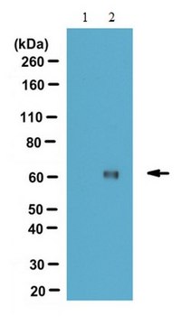 Anti-methyl-CARM1 (Arg551) Antibody from rabbit, purified by affinity chromatography