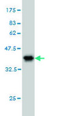 Monoclonal Anti-RPS2 antibody produced in mouse clone 3G6, purified immunoglobulin, buffered aqueous solution